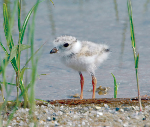Piping plover chick. USFWS image.