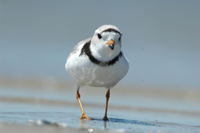 Piping Plover. Photo by USFWS.