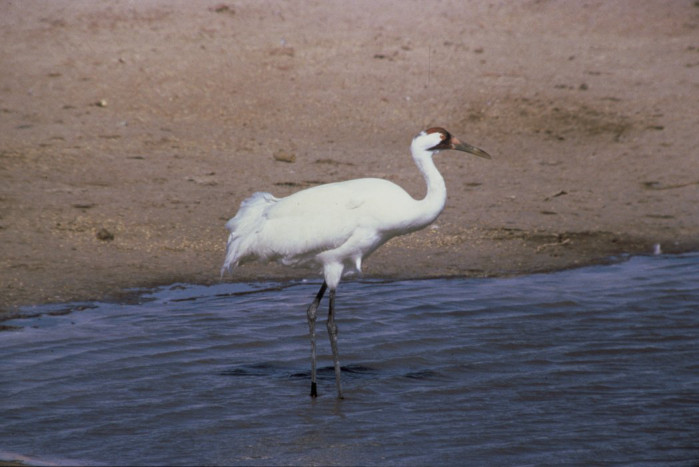 Whooping Crane. Photo by USFWS.