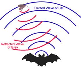 File:Bat echolocation.jpg