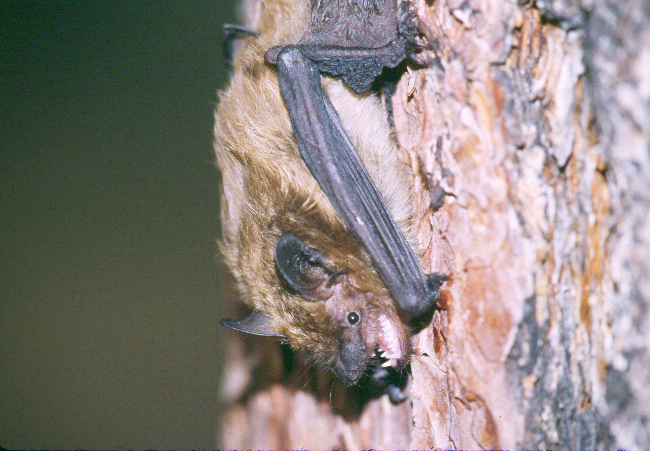 Big brown bat. Photo by Keith Geluso.