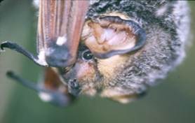 Hoary bat. Photo by Keith Geluso.