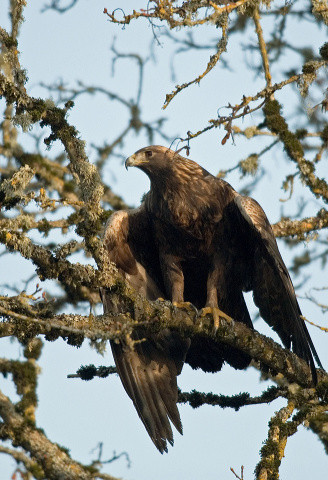 Golden eagle. USFWS image.